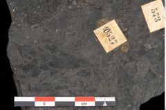 Foto (Detailansicht) von Polypodites latipernuis Ettingshausen (NHMW-GEO-2024-0188-10527)